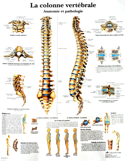 [ANARPL00001] Planche Anatomique de la colonne Vertébrale
