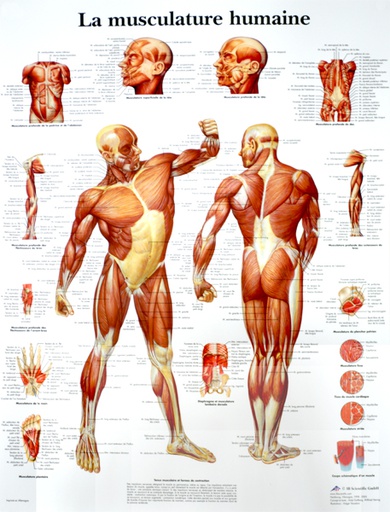 [ANARPL00003] Planche Anatomique de la musculature humaine
