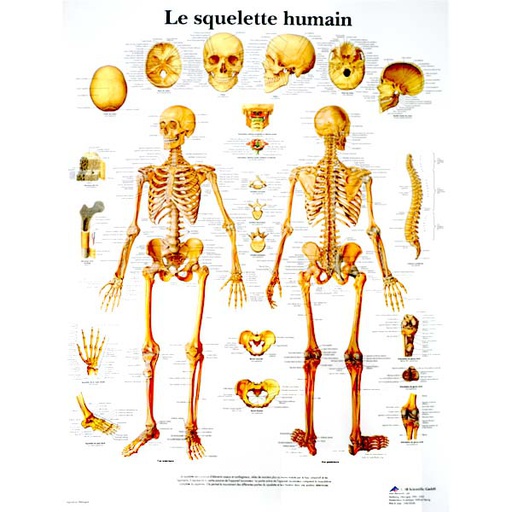 [ANARPL00011] Planche anatomique du squelette humain