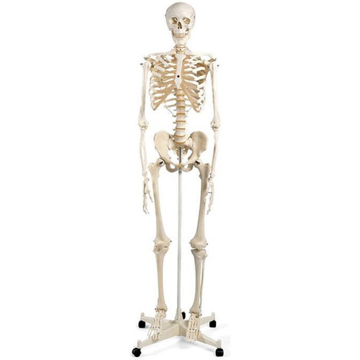 [ANARSQ00002] Squelette OSCAR à colonne fixe