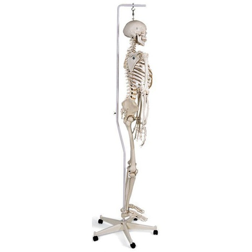 [ANARSQ00003] Squelette HUGO à colonne Flexible