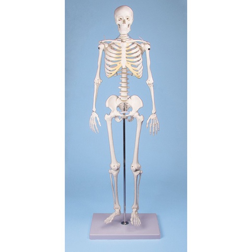 [ANARSQ00004] Mini Squelette TOM à colonne fixe